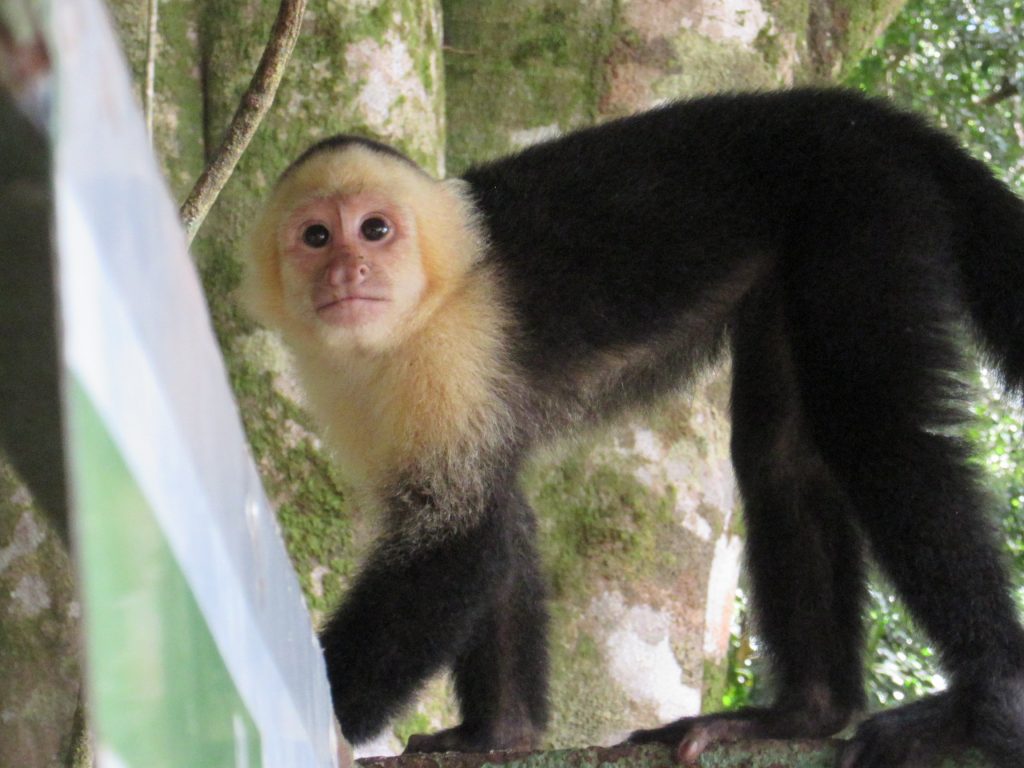 Manuel Antonio National Park, Costa Rica