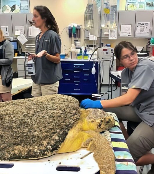 Inside the Georgia Sea Turtle Center for sea turtle rehab. A leatherback sea turtle is on the triage table, and technicians are working on the turtle