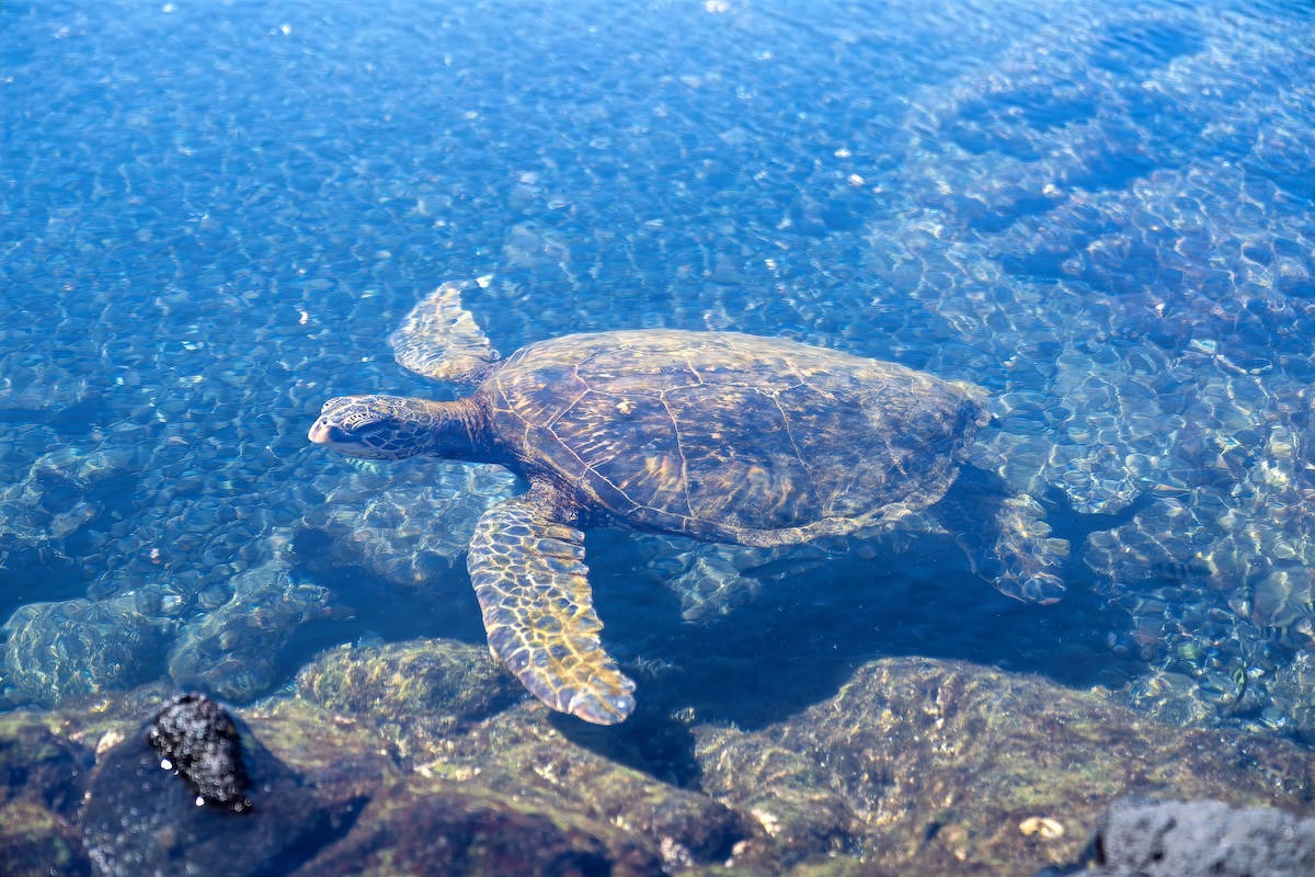 A sea turtle in the ocean