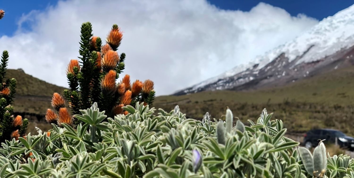 Chuquiraga jussieu, a shrub that grows as tall as three and a half feet with pale yellow and orange tips at Cotopaxi National Park