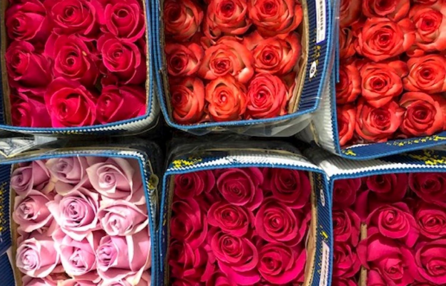 Rose Success Farm Exporter Cotopaxi Equador