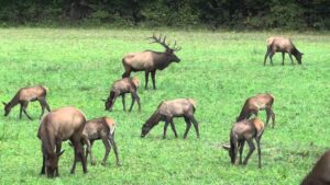 Elk grazing in the Cataloochee Valley in the Great Smoky Mountains