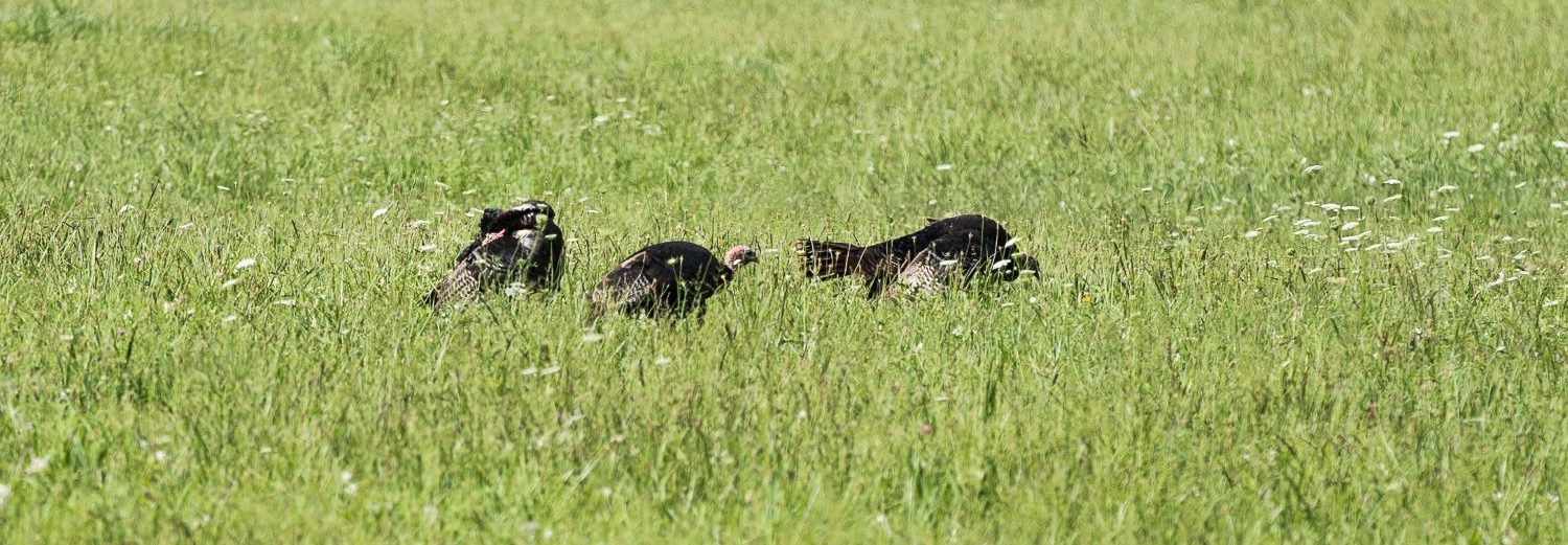 wild turkeys in a field