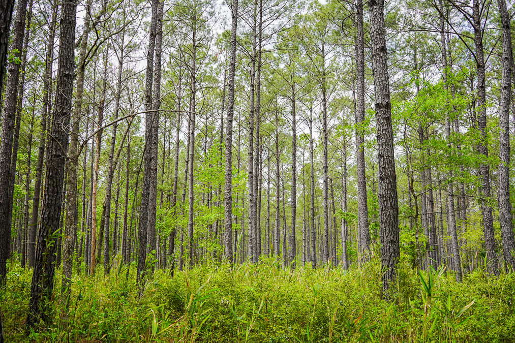 Awendaw Passage Palmetto Trail
