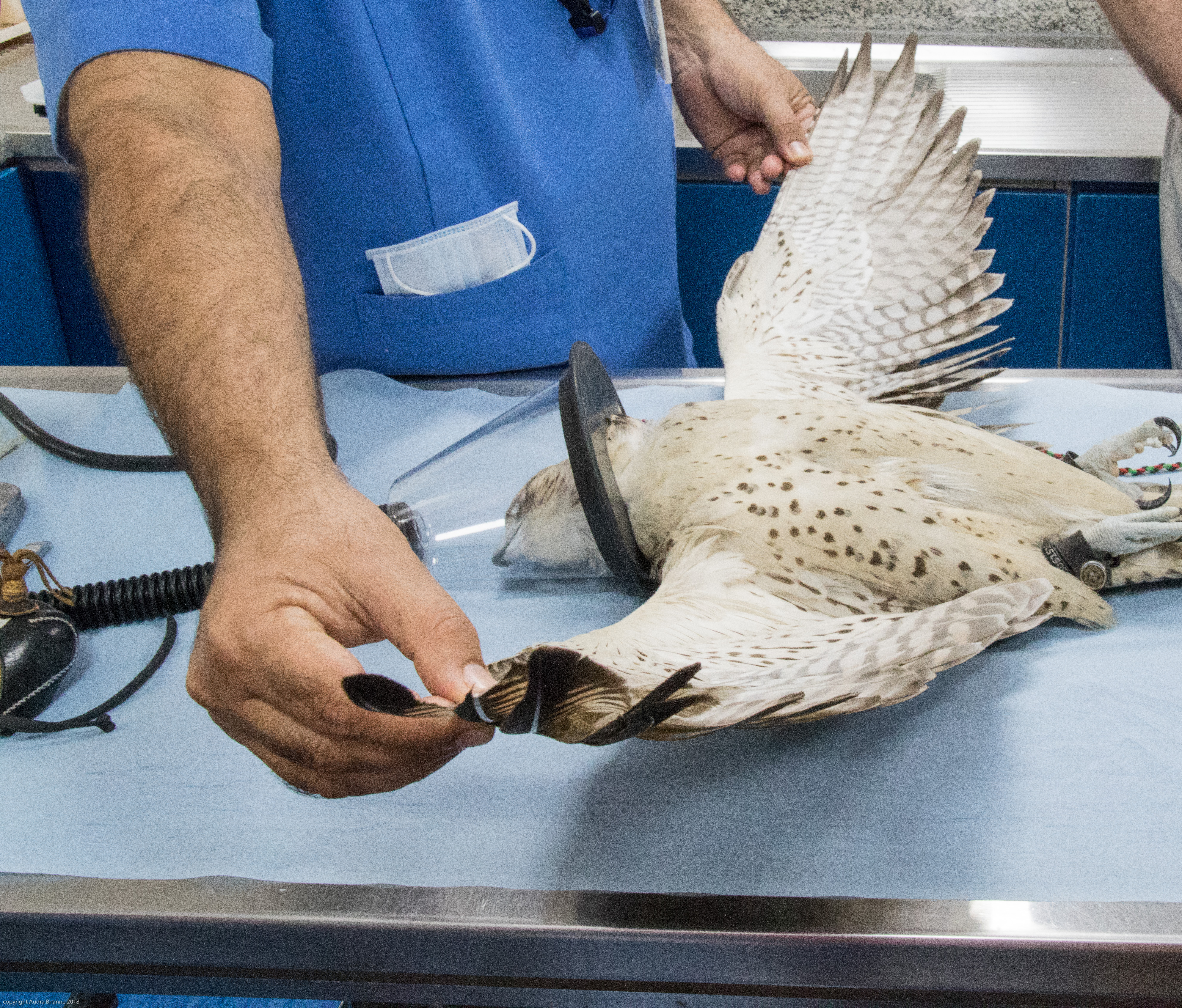 Abu Dhabi Falcon Hospital