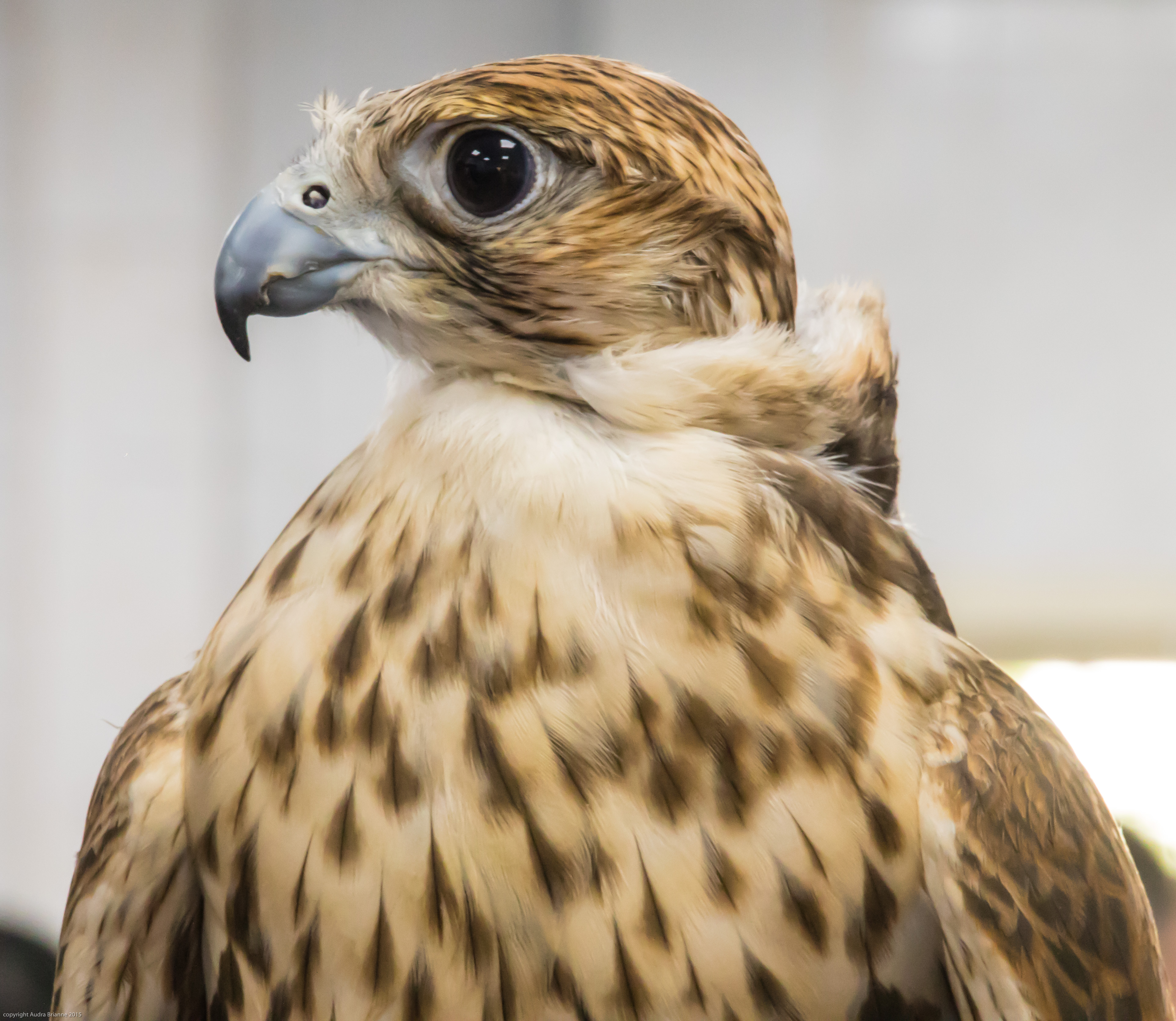 Abu Dhabi Falcon Hospital