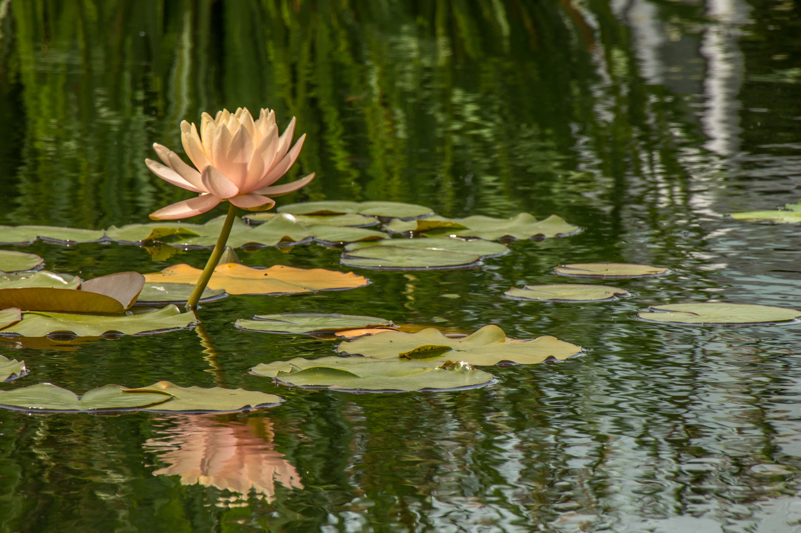 pale pink water lily 