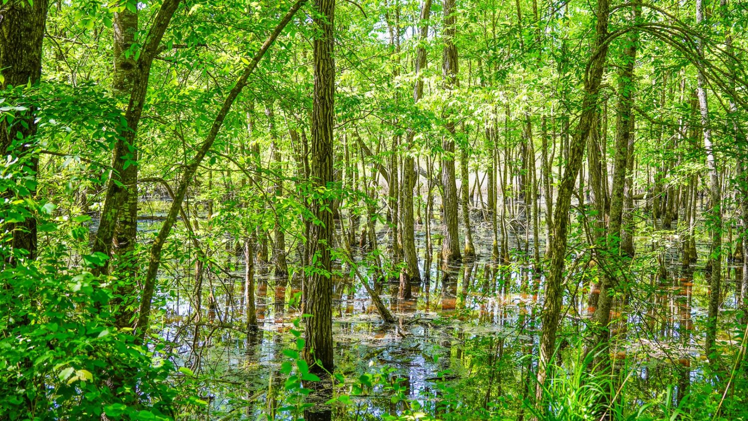 Palmetto Trail