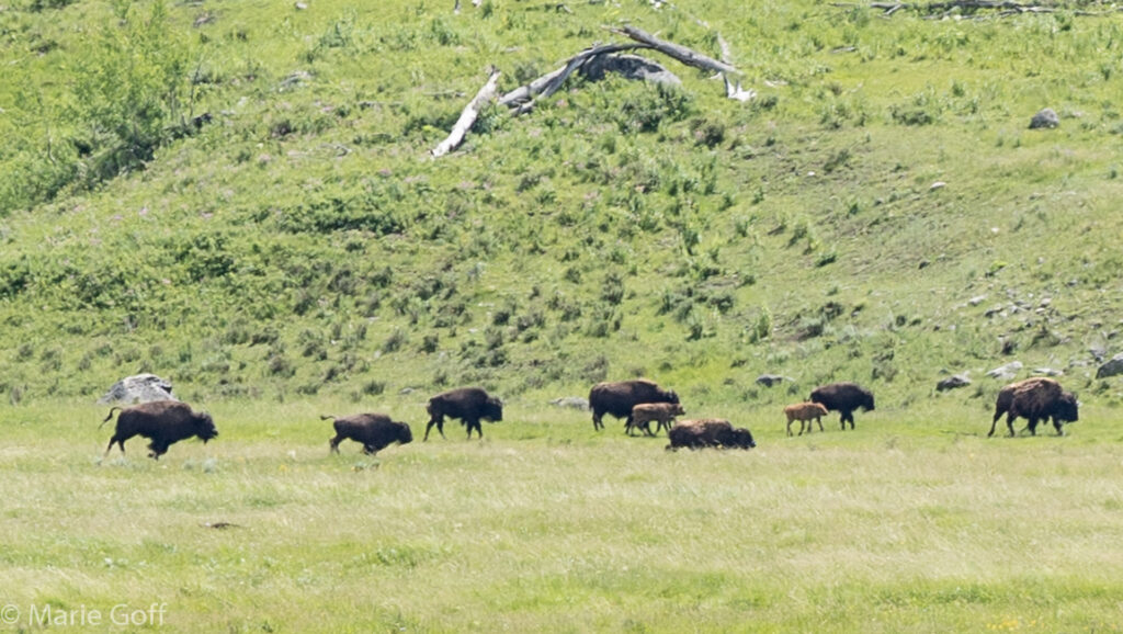 Bison at Lamar Valley Yellowstone National Park Montana