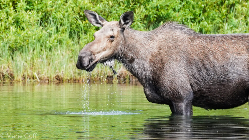 Moose at Glacier National Park Montana