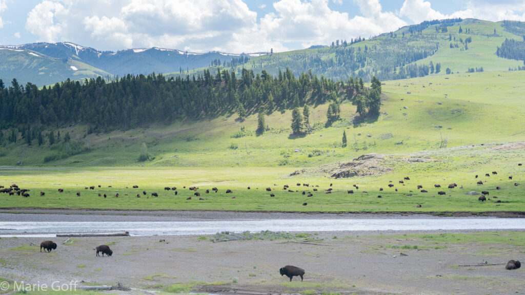 Lamar Valley Yellowstone National Park Montana