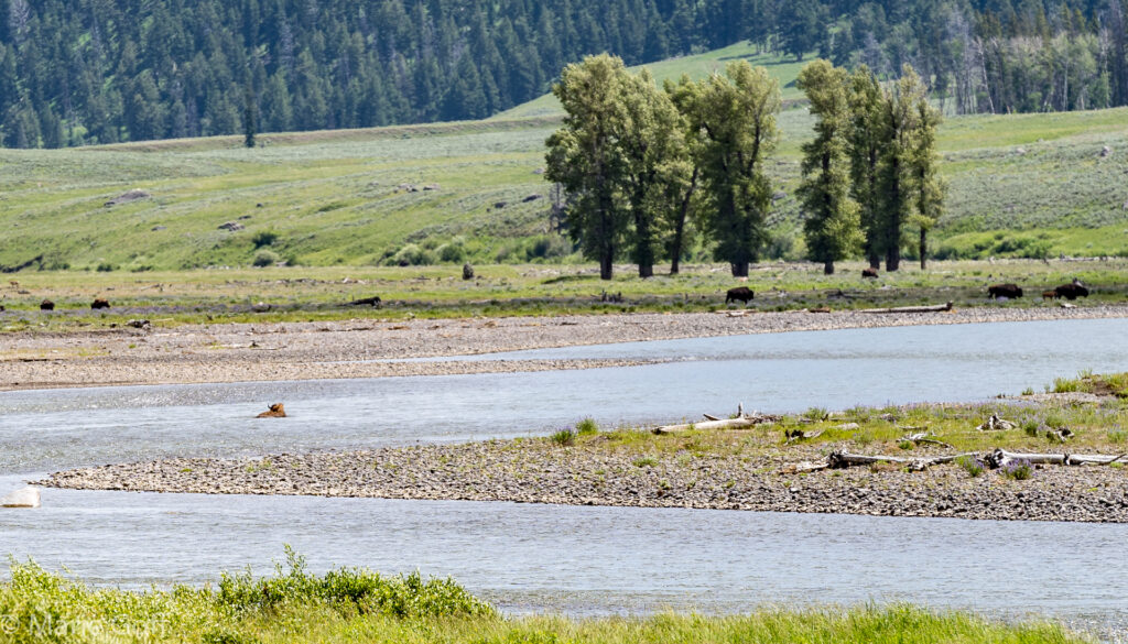 Lamar Valley Yellowstone National Park Montana