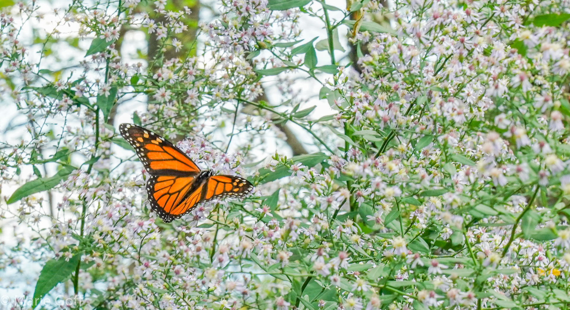 monarch butterfly