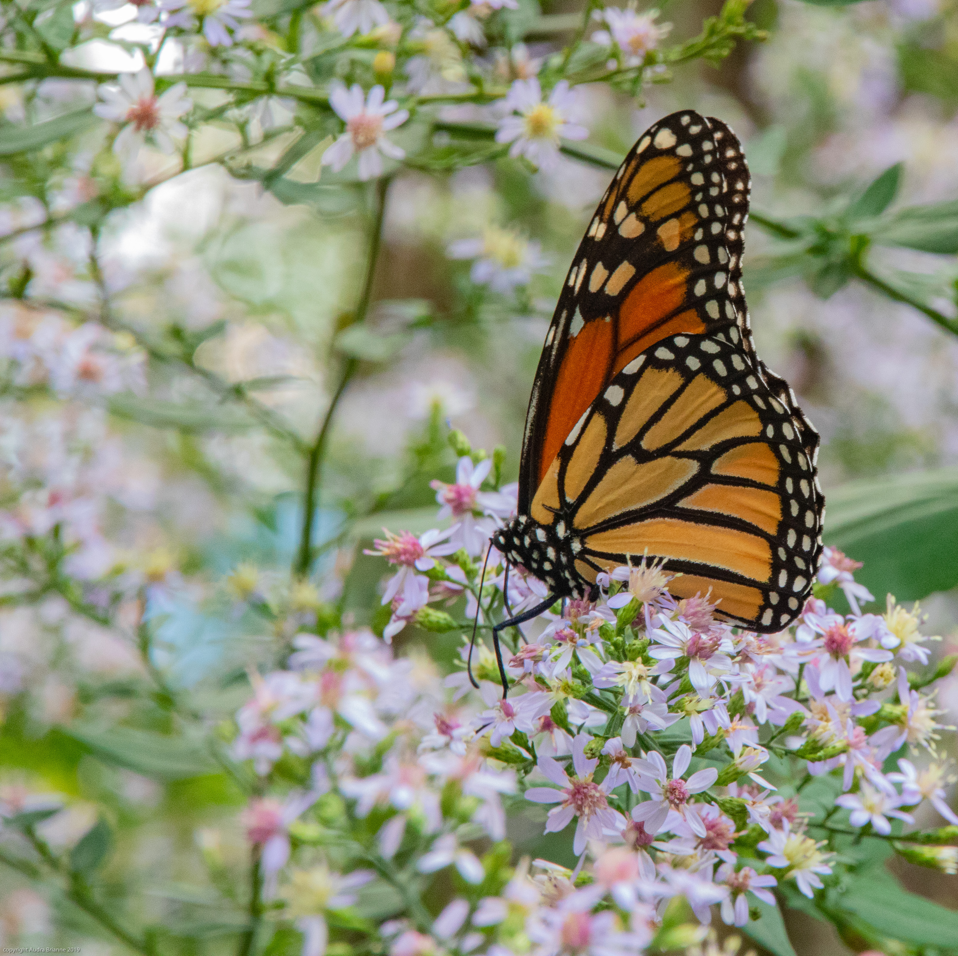 Monarch butterfly