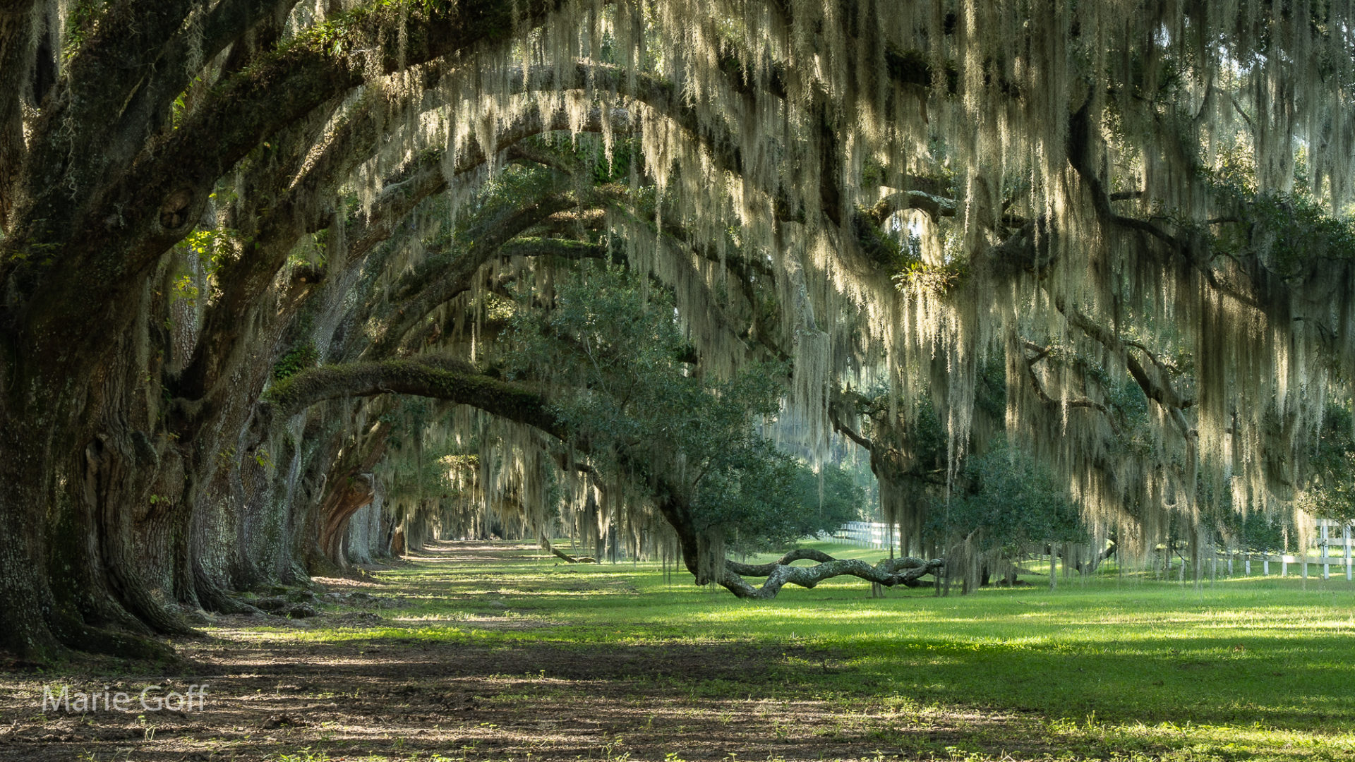 Lowcountry photography and fascinating history