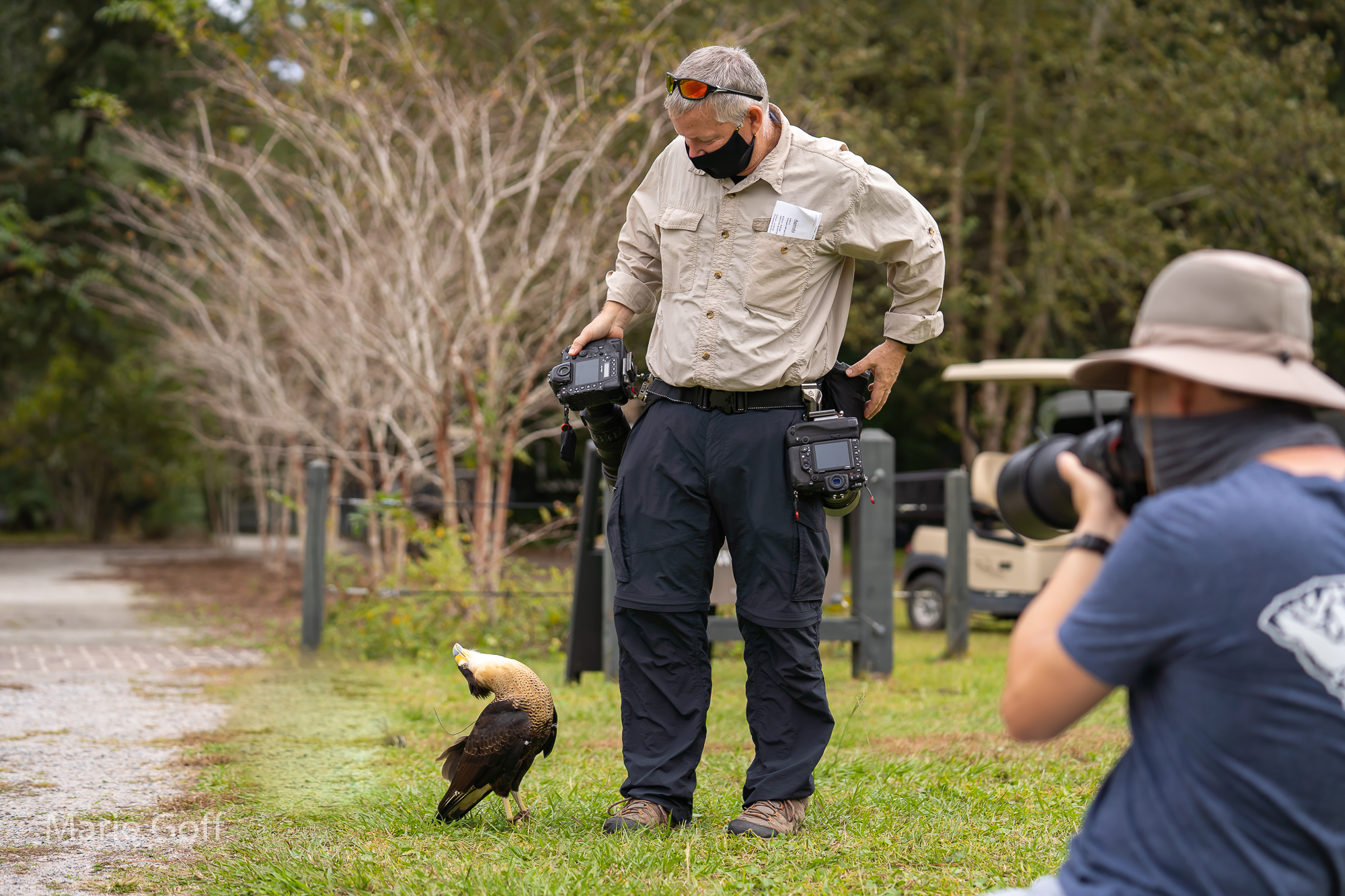 crested caracara
