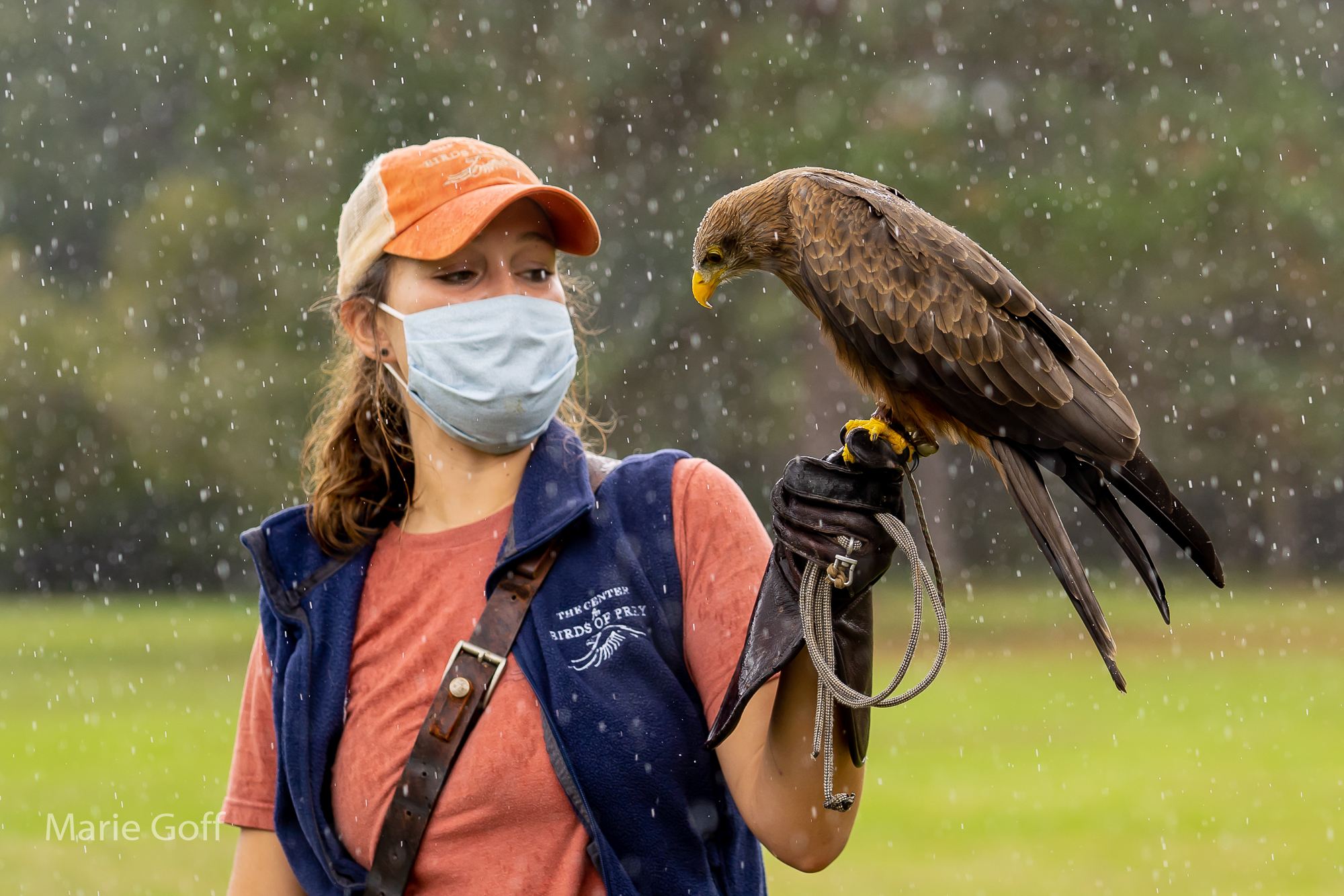 peregrine falcon