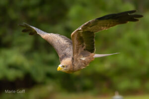 Tack sharp photos of birds-in-flight