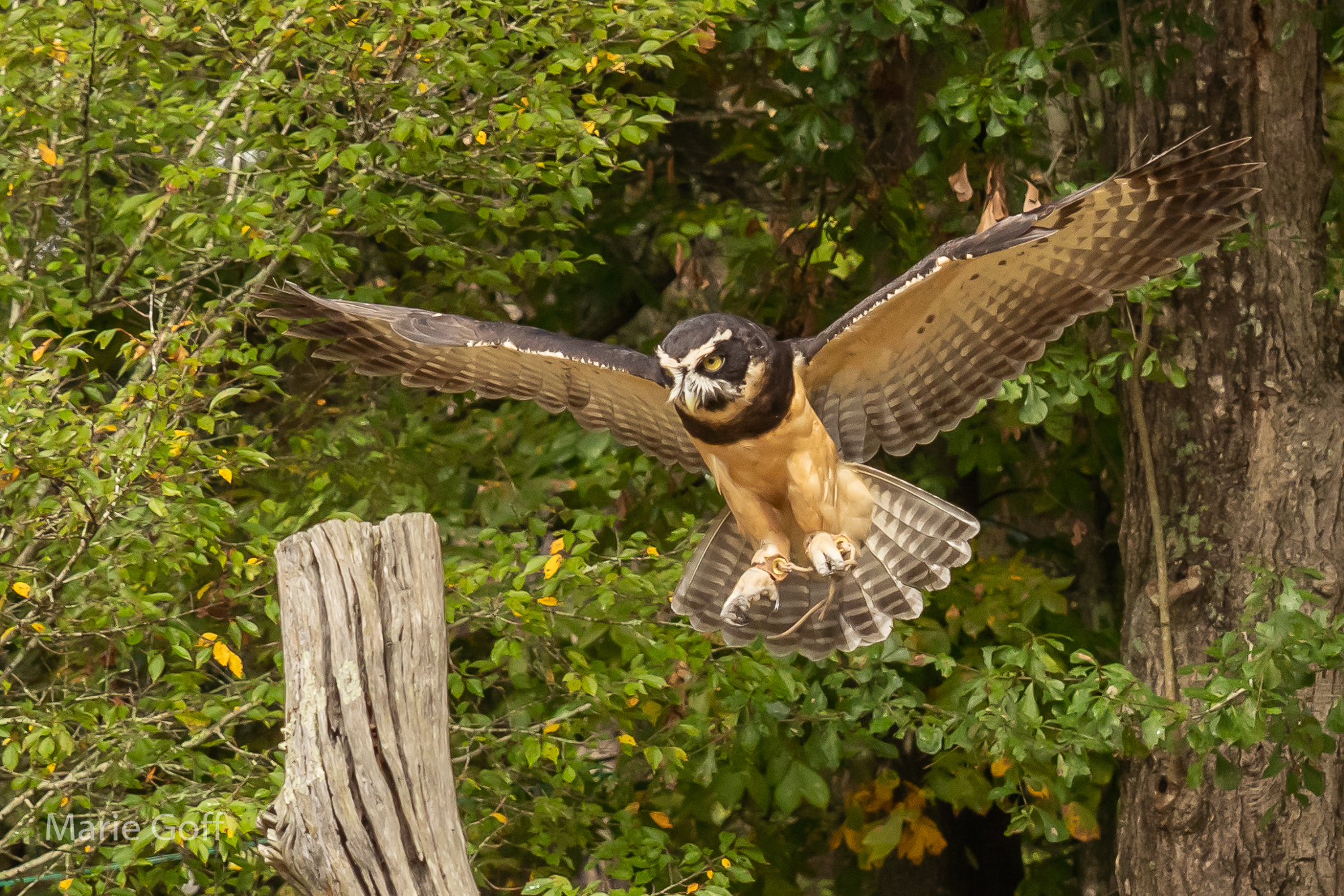 Tack sharp photos of birds-in-flights-in-flight