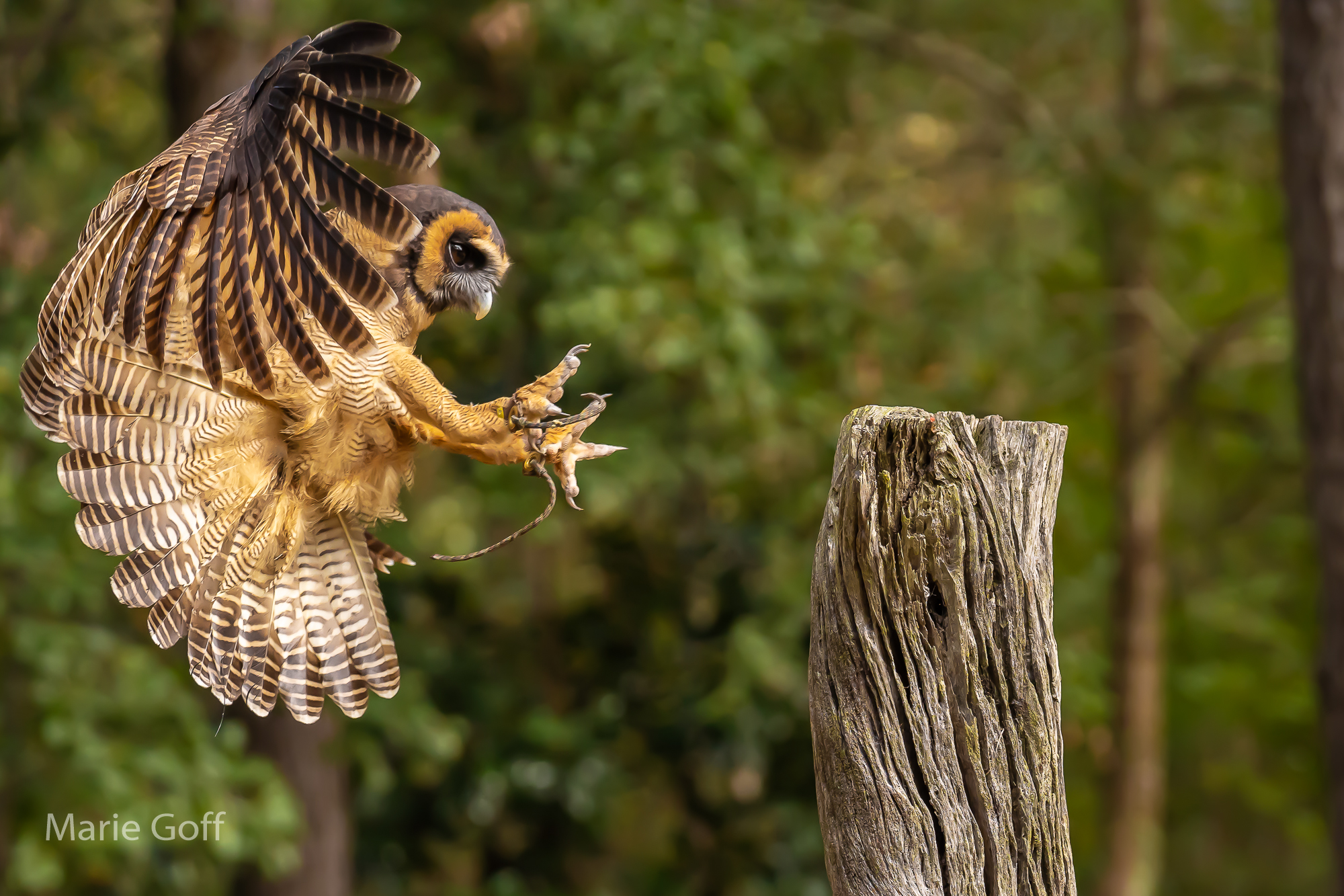 Tack sharp photos of birds-in-flights-in-flight