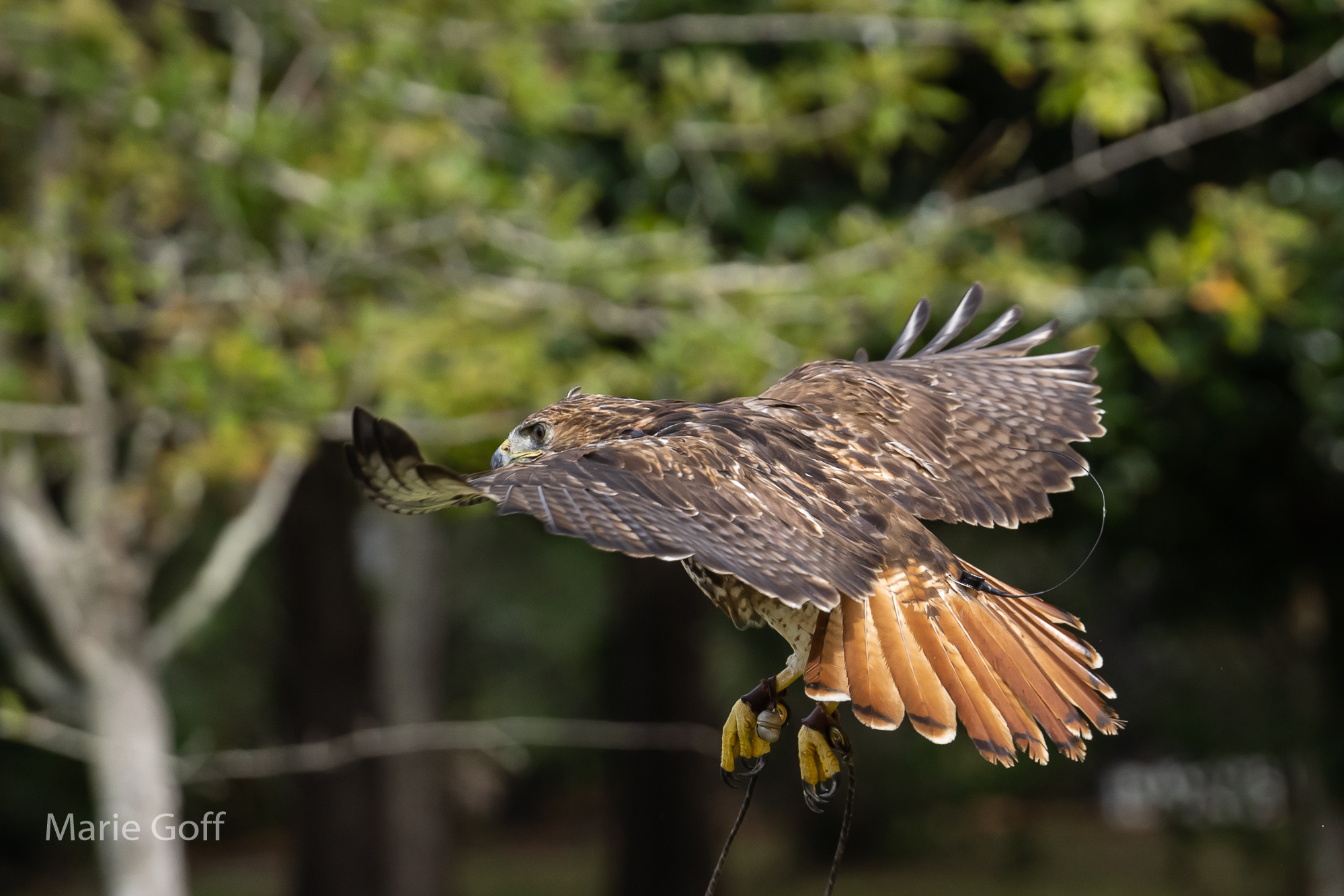 Tack sharp photos of birds-in-flights-in-flight
