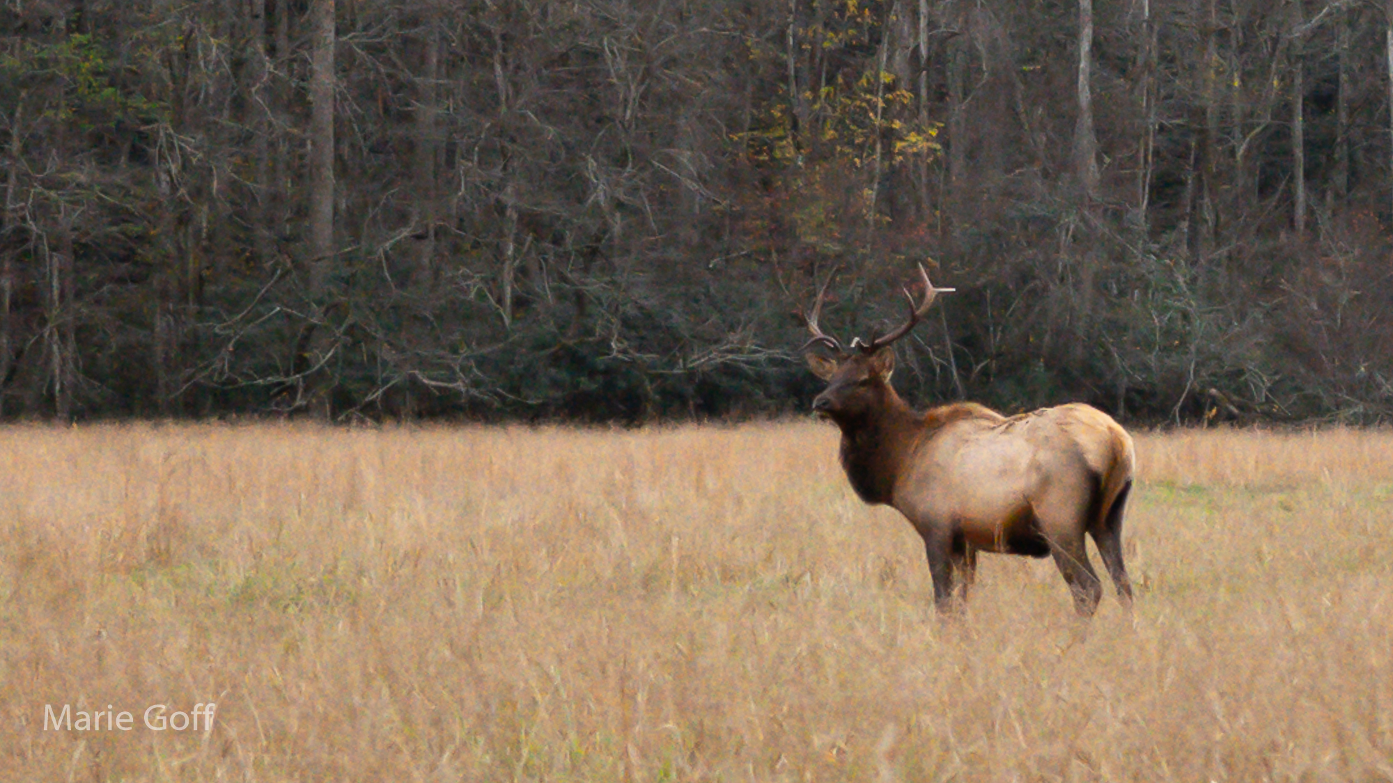 elk