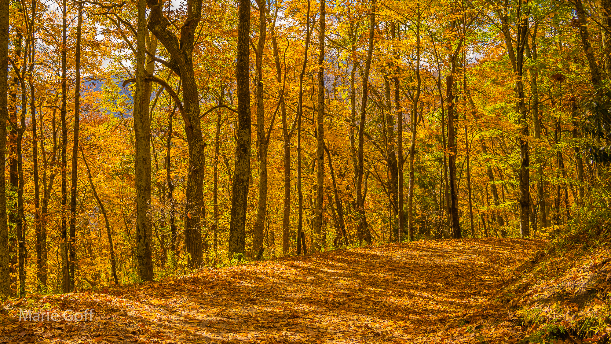 yeallow autumn leaves
