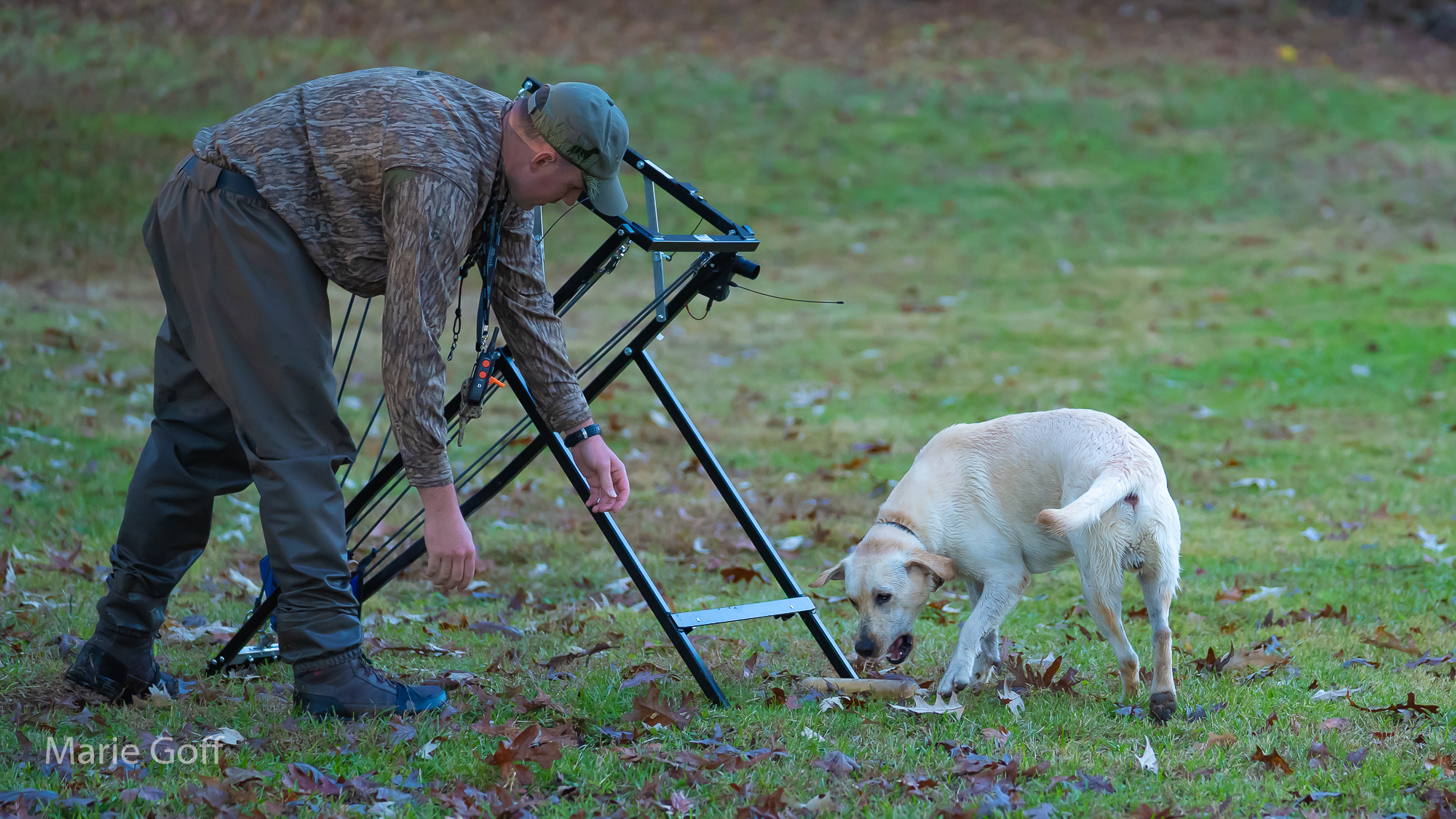 Labrador retriever in training
