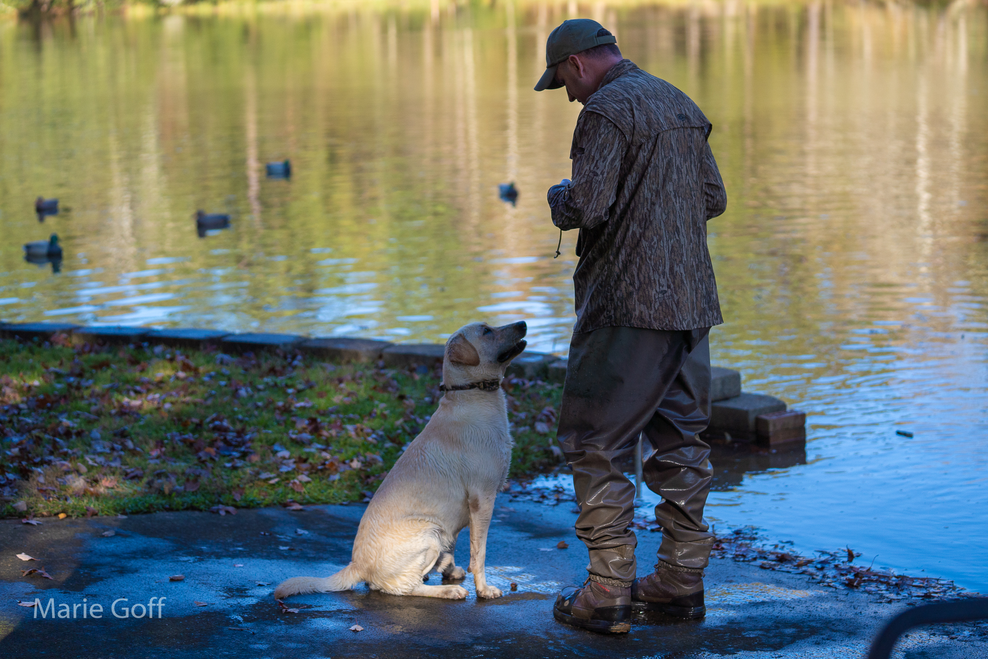labrador retriever training