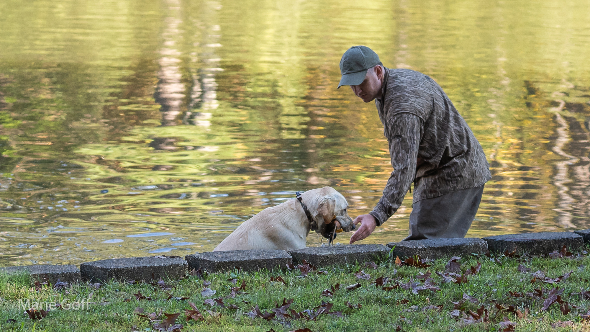 labrador retriever training