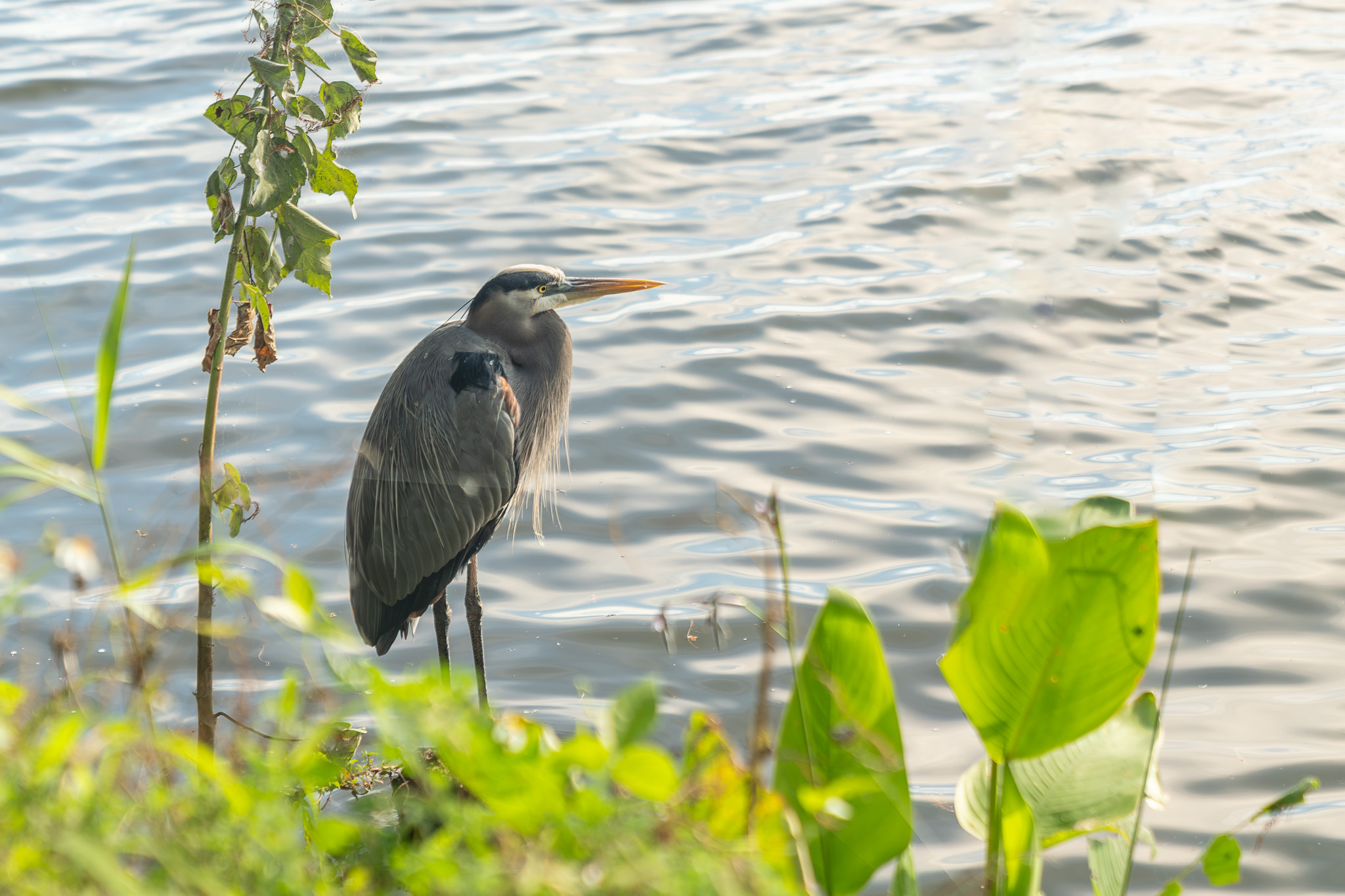 Grey Heron