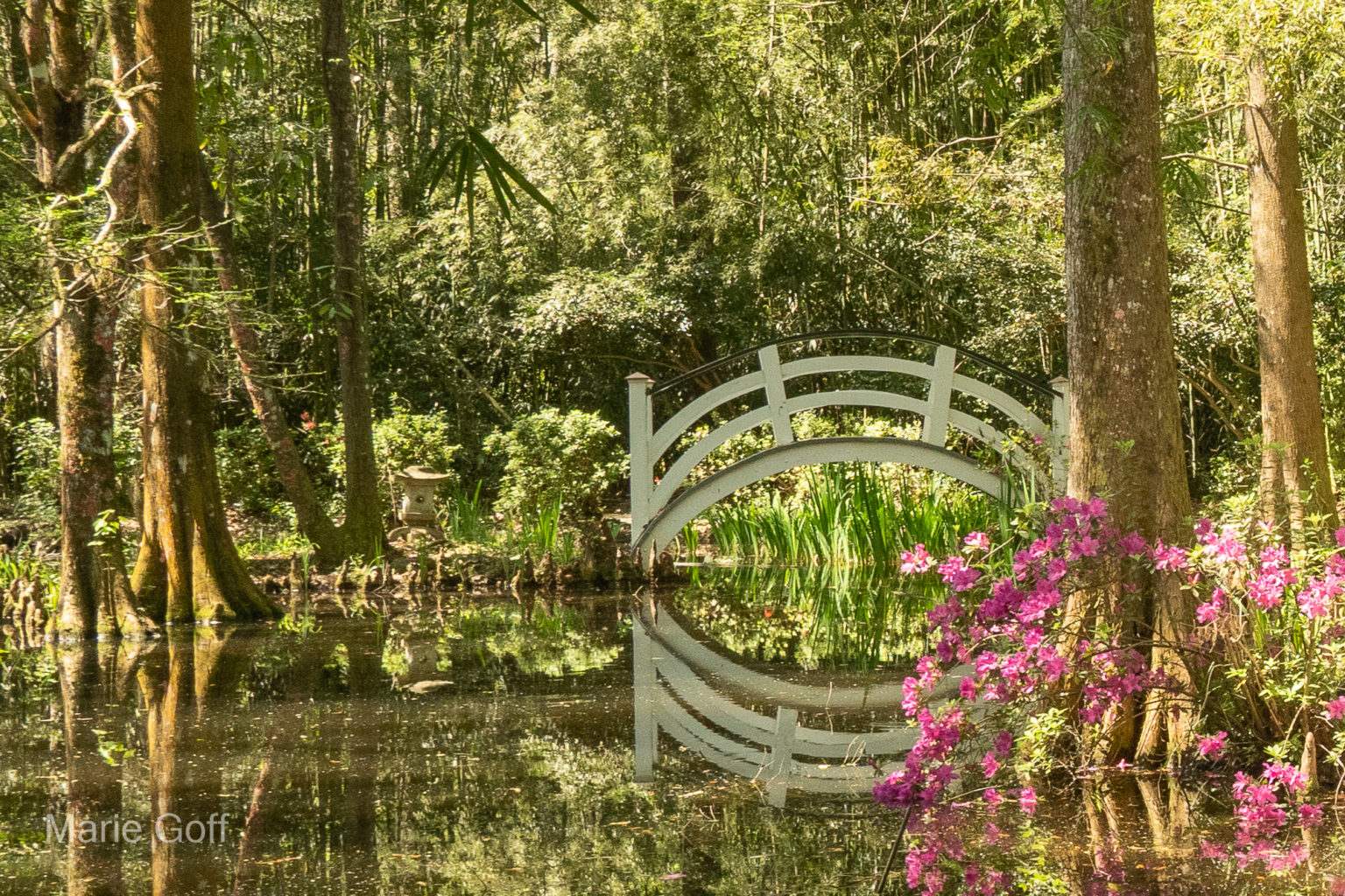Charleston in the spring