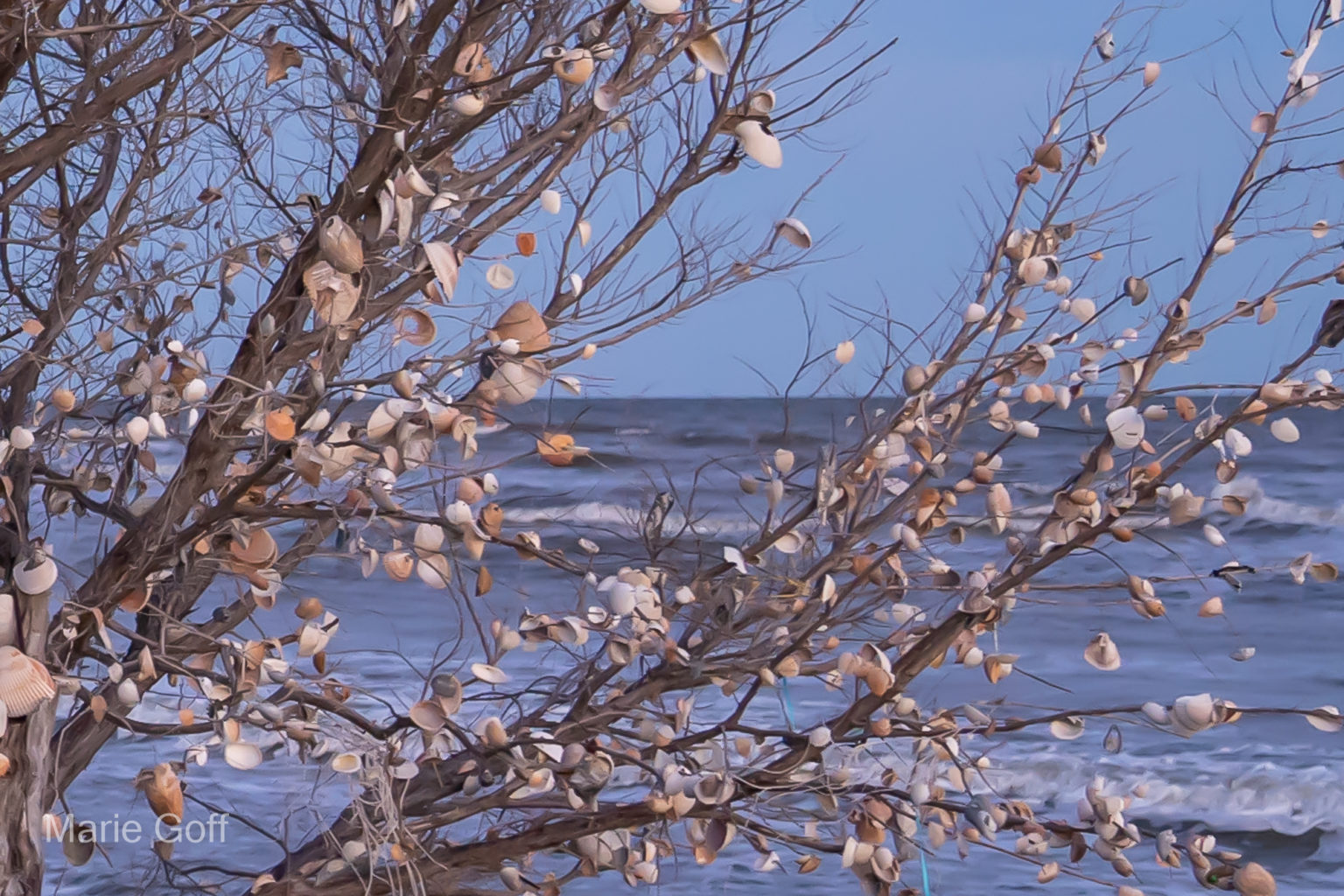 Charleston in the spring