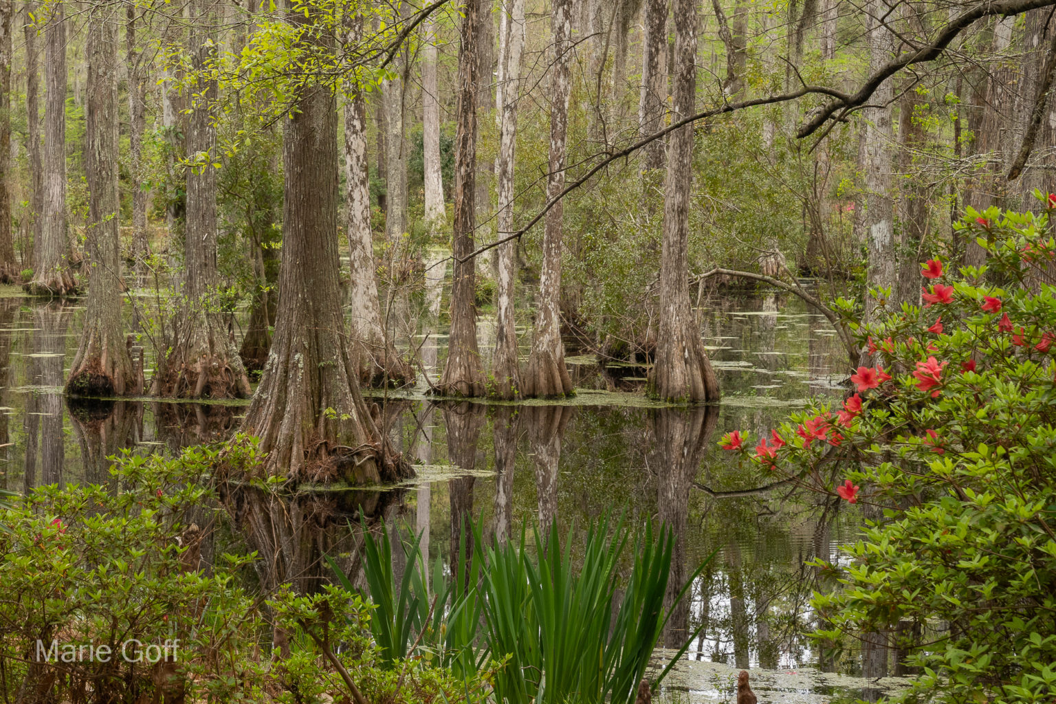 Charleston in the spring