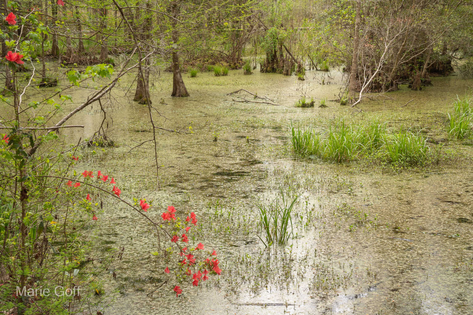 Charleston in the spring