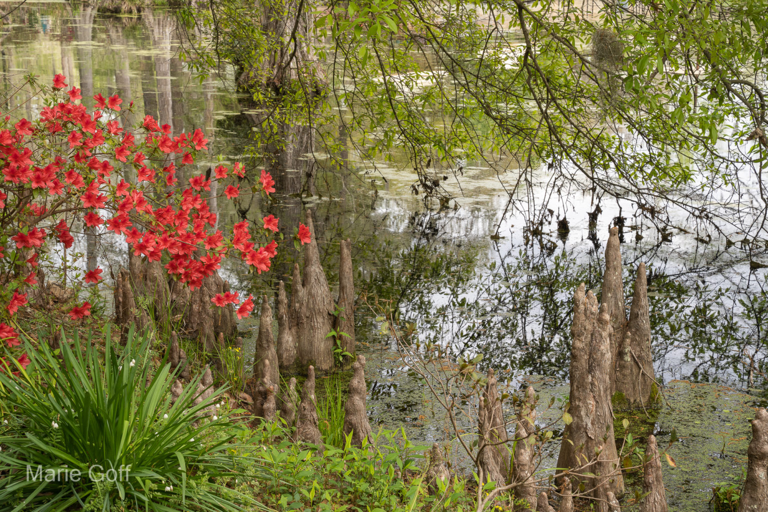 Charleston in the spring