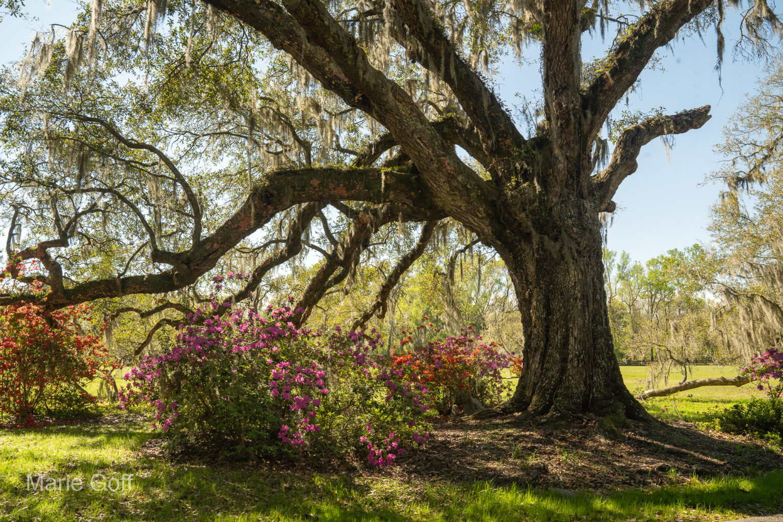 Charleston in the spring