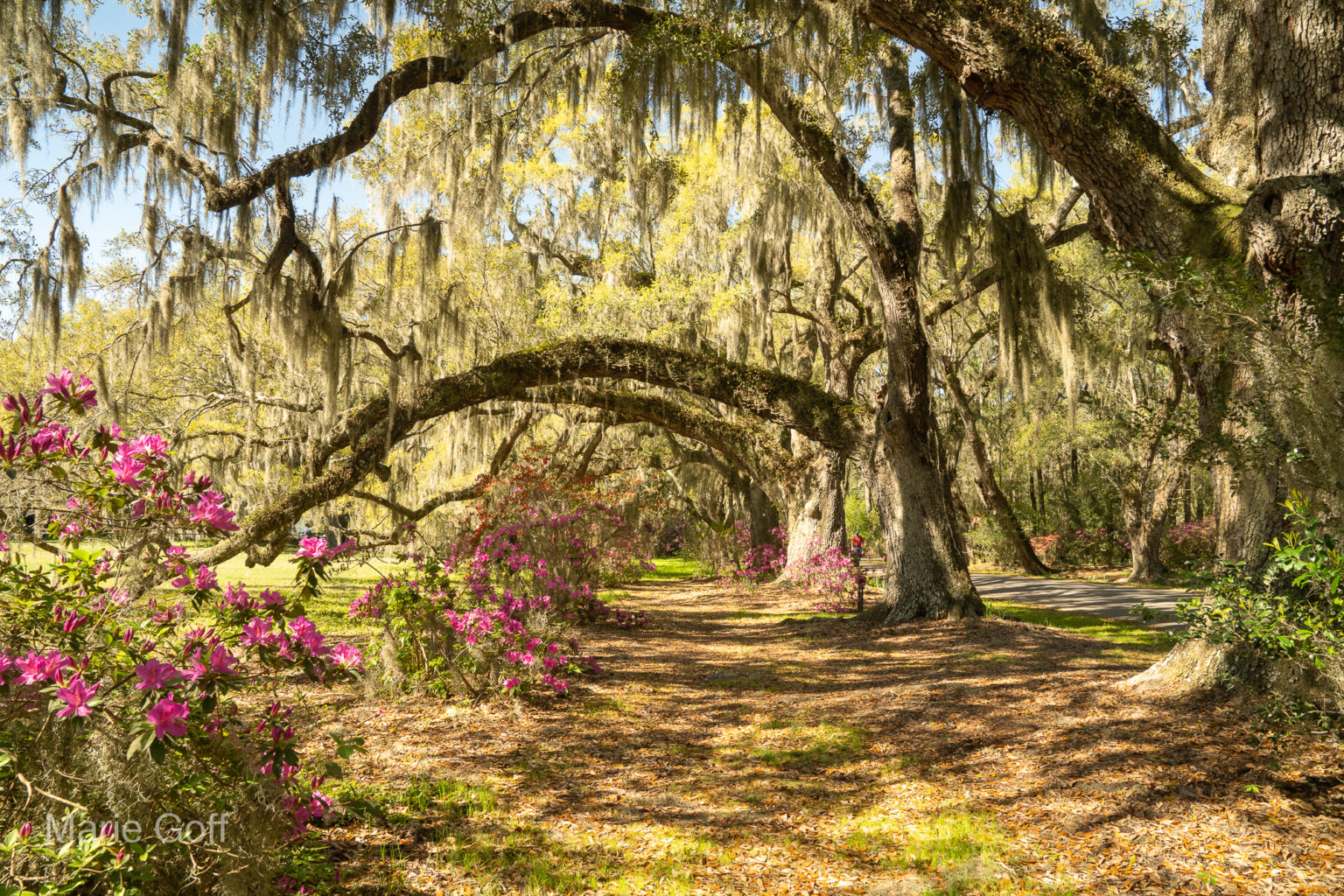 Charleston in the spring