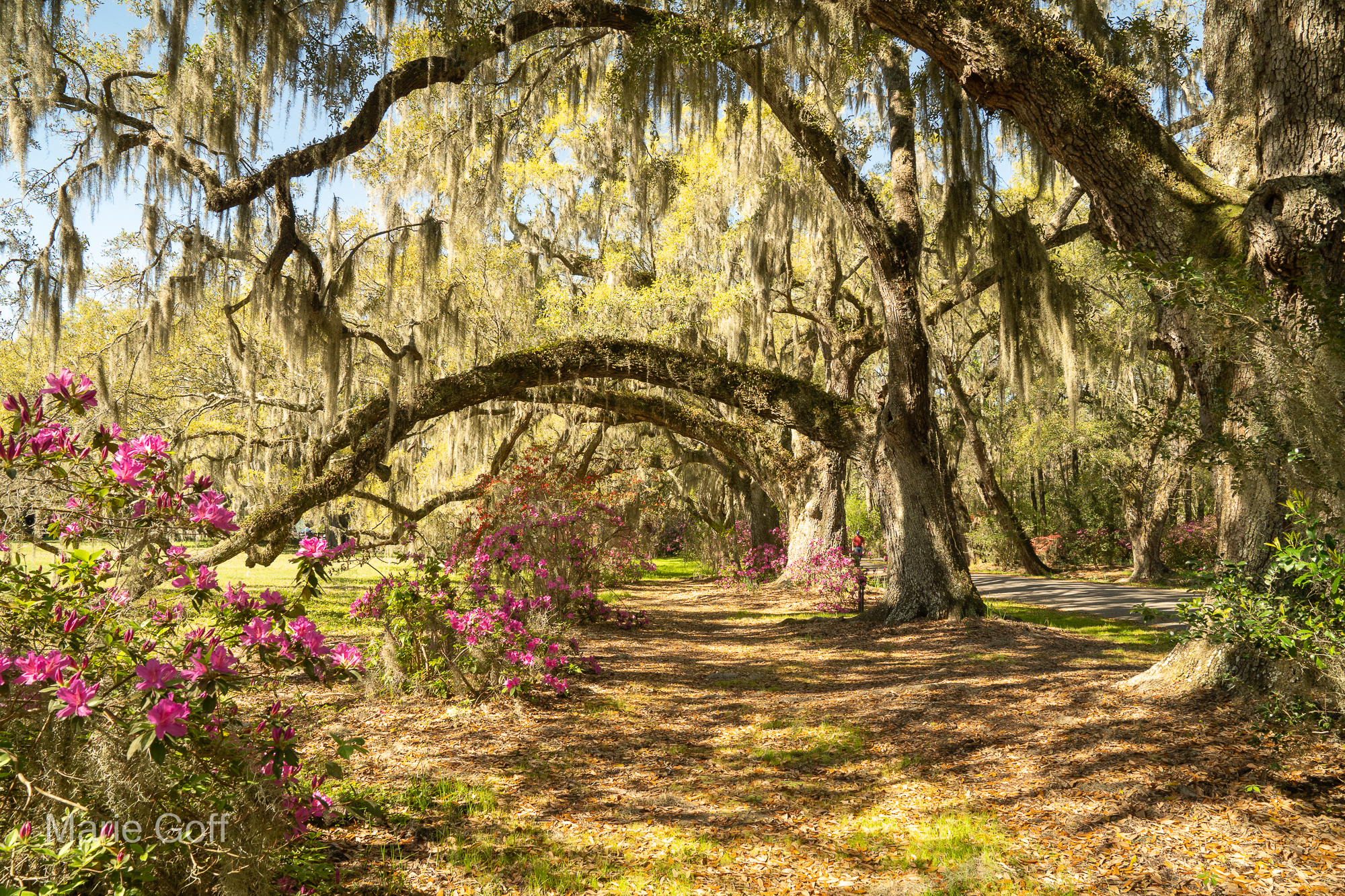 Charleston in the Spring