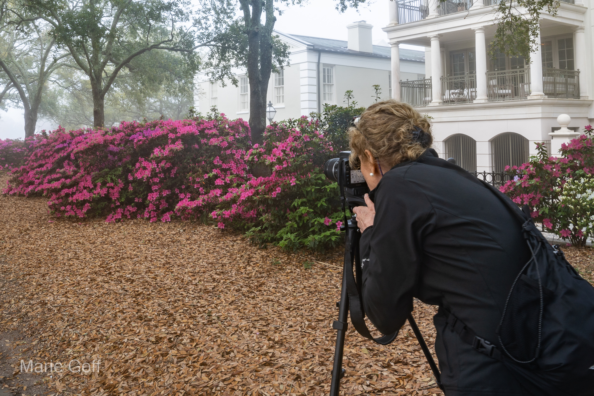 Charleston in the Spring