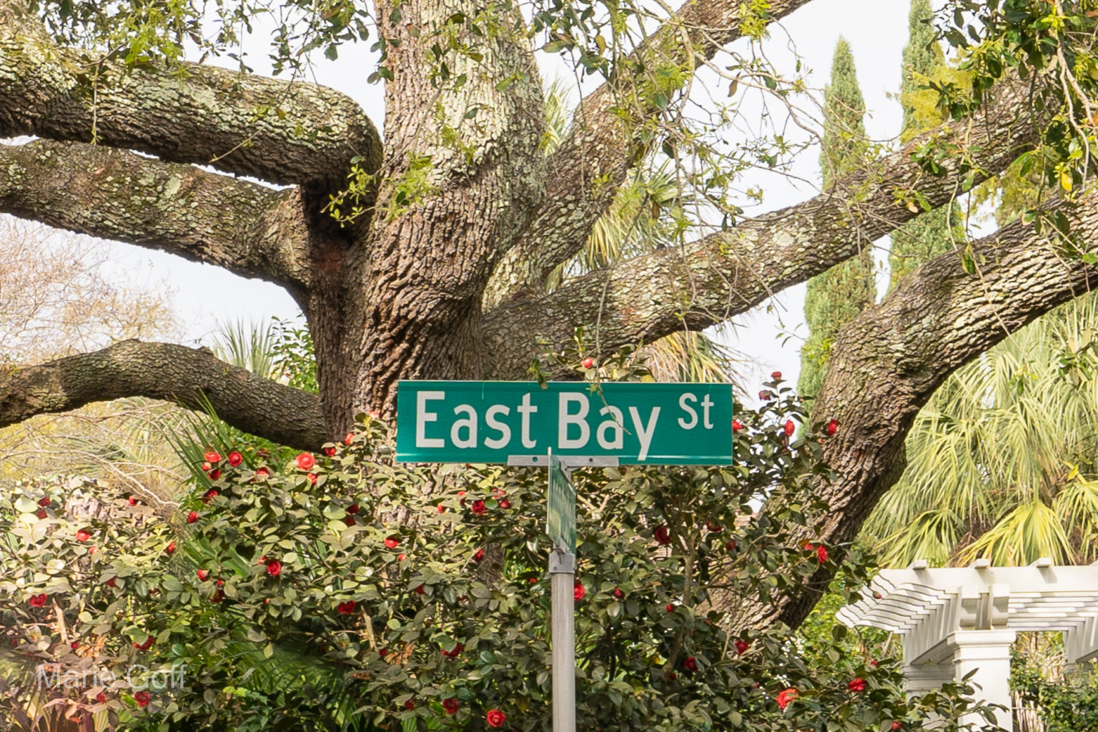 Charleston in the spring
