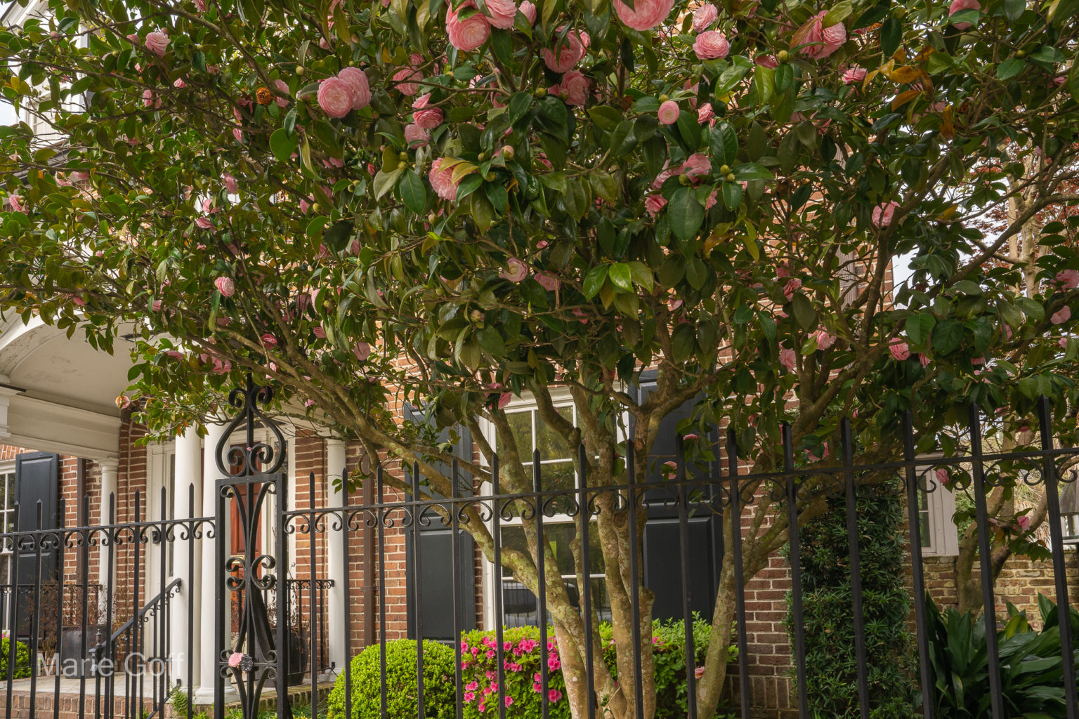 Charleston in the spring
