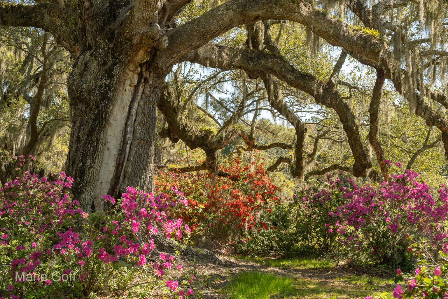 Charleston in the spring