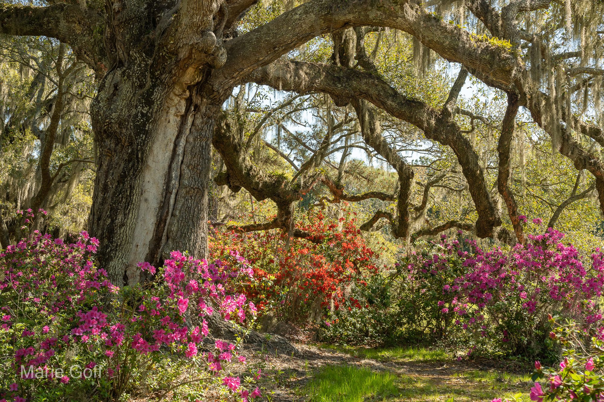 Charleston in the Spring