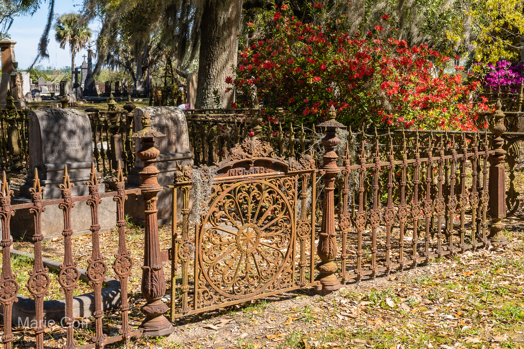Magnolia Cemetary
