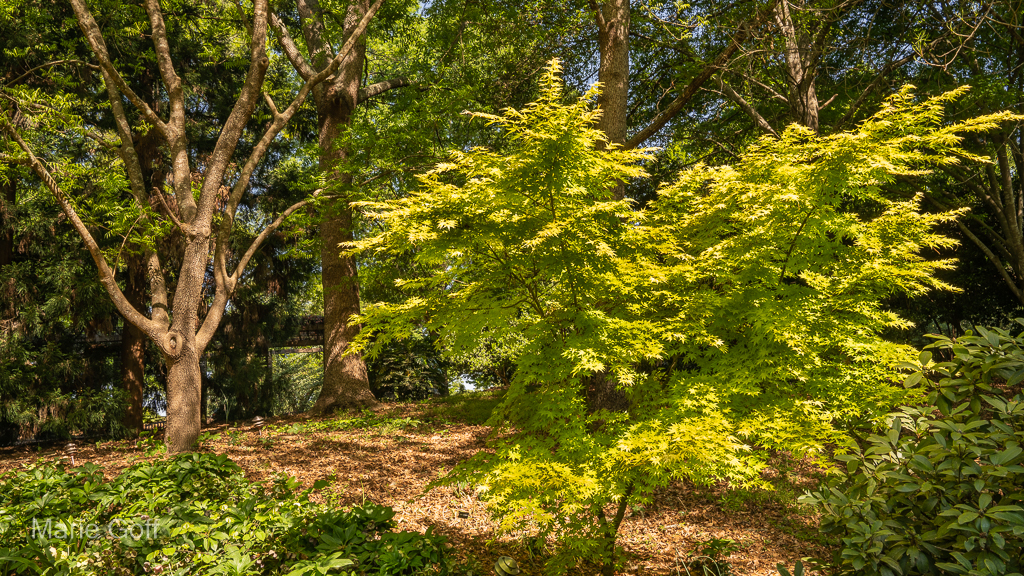 South Carolina Botanical Garden