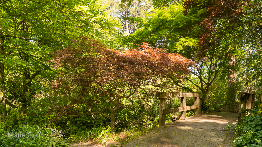 Five Reasons to Love the South Carolina Botanical Garden