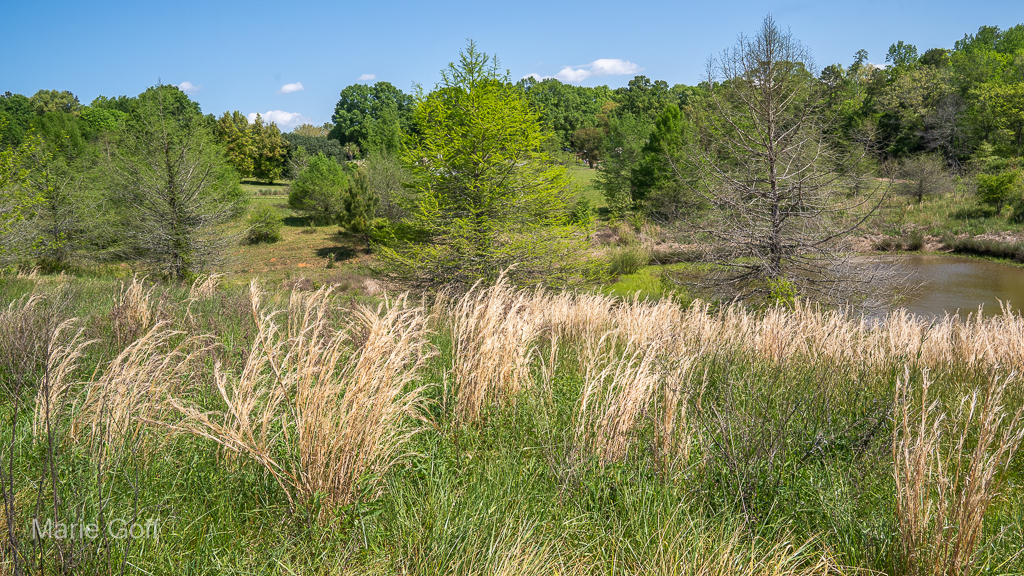 Piedmont prairie