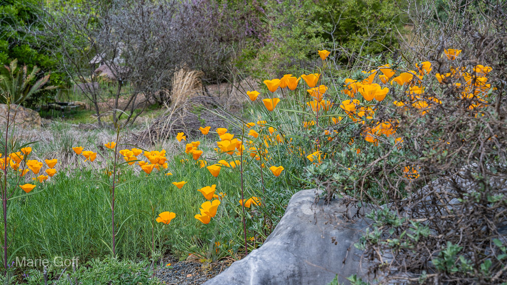 California Poppy wildflower
