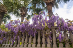 wisteria